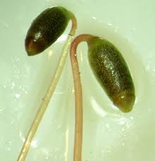 Attēlu rezultāti vaicājumam “Plagiomnium cuspidatum sporophyte”