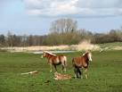 The Haflinger is a small horse breed that originated in the mountains of - via Daymix