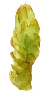 Attēlu rezultāti vaicājumam “Isopaches bicrenatus”