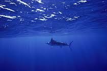 Image result for Makaira mazara