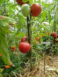 Afbeeldingsresultaat voor erdie family oxheart tomato