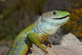 Image result for reptile scales