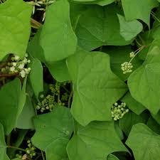 Attēlu rezultāti vaicājumam “Menispermum dauricum leaf”