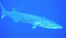 Image result for Sphyraena barracuda