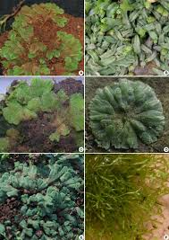 Attēlu rezultāti vaicājumam “Riccia rhenana”