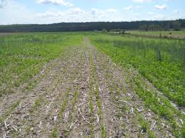 Attēlu rezultāti vaicājumam “Galega orientalis fruit”