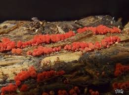 Attēlu rezultāti vaicājumam “Heterotrichia insignis (syn. Arcyria insignis) spores”