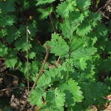 Image result for Sanguisorba minor