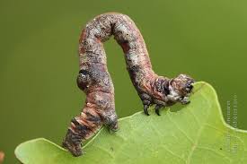 Attēlu rezultāti vaicājumam “Plagodis dolabraria”