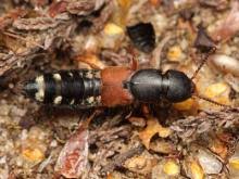 Attēlu rezultāti vaicājumam “Staphylinidae”