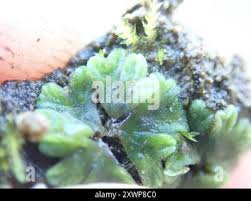 Attēlu rezultāti vaicājumam “Riccia sorocarpa”