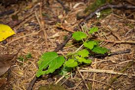 Attēlu rezultāti vaicājumam “Circaea alpina leaf”