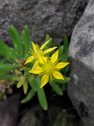 Attēlu rezultāti vaicājumam “Sedum sexangulare flower”