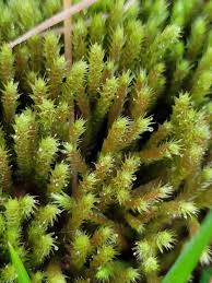 Attēlu rezultāti vaicājumam “Philonotis fontana”