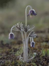 Attēlu rezultāti vaicājumam “Pulsatilla pratensis flower”