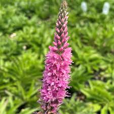 Image result for Campanula spicata