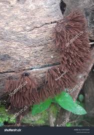 Attēlu rezultāti vaicājumam “Stemonitis splendens spores”