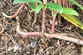 Attēlu rezultāti vaicājumam “Chimaphila umbellata”