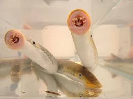 Image result for Lampetra fluviatilis