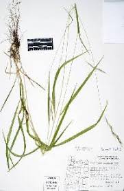 Attēlu rezultāti vaicājumam “Brachypodium sylvaticum”