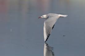 Image result for Chroicocephalus genei