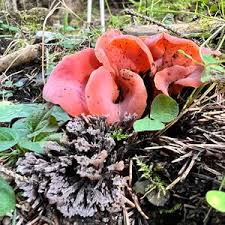 Attēlu rezultāti vaicājumam “Tremiscus helvelloides”