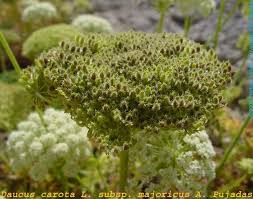 Attēlu rezultāti vaicājumam “Daucus carota subsp. carota fruit”