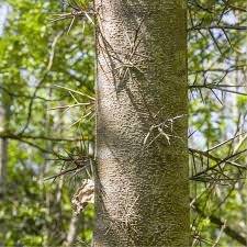 Attēlu rezultāti vaicājumam “Gleditsia triacanthos”
