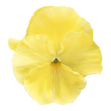 Image result for Viola x wittrockiana `Hiemalis`