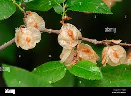 Attēlu rezultāti vaicājumam “Ulmus laevis flower”