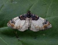 Attēlu rezultāti vaicājumam “Catarhoe cuculata”