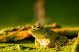 Attēlu rezultāti vaicājumam “Pelophylax”