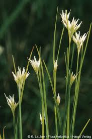 Attēlu rezultāti vaicājumam “Rhynchospora alba flower”