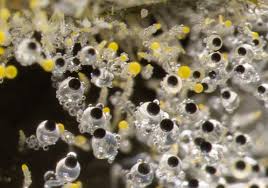 Attēlu rezultāti vaicājumam “Pilobolus crystallinus”