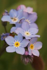 Attēlu rezultāti vaicājumam “Myosotis sylvatica flower”
