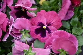 Image result for Viola wittrockiana