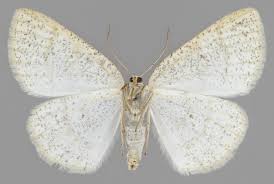 Attēlu rezultāti vaicājumam “Cabera exanthemata female”