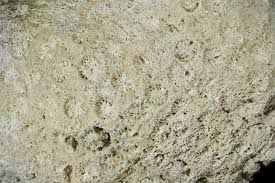 Attēlu rezultāti vaicājumam “Cribraria costata”