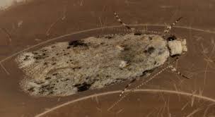 Attēlu rezultāti vaicājumam “Carpatolechia alburnella”