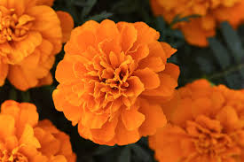 Image result for Tagetes patula