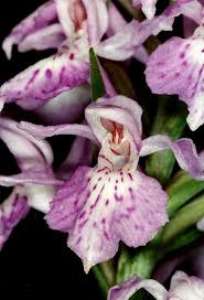 Attēlu rezultāti vaicājumam “Dactylorhiza maculata”