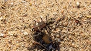 Attēlu rezultāti vaicājumam “Cicindela hybrida”