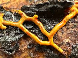 Attēlu rezultāti vaicājumam “Willkommlangea reticulata macro”