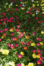 Attēlu rezultāti vaicājumam “Portulacaceae”