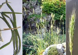 Attēlu rezultāti vaicājumam “Hordelymus europaeus”