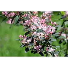 Attēlu rezultāti vaicājumam “Lonicera tatarica flower”