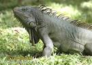 Green Iguana Photos, Green Iguana Images | NaturePhoto-