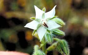 Image result for Borretsch