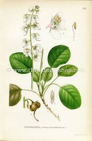 Attēlu rezultāti vaicājumam “Pyrola rotundifolia”