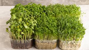 Image result for Brunnenkresse